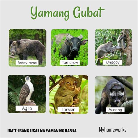 yamang gubat chart